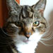 Pace's Avatar